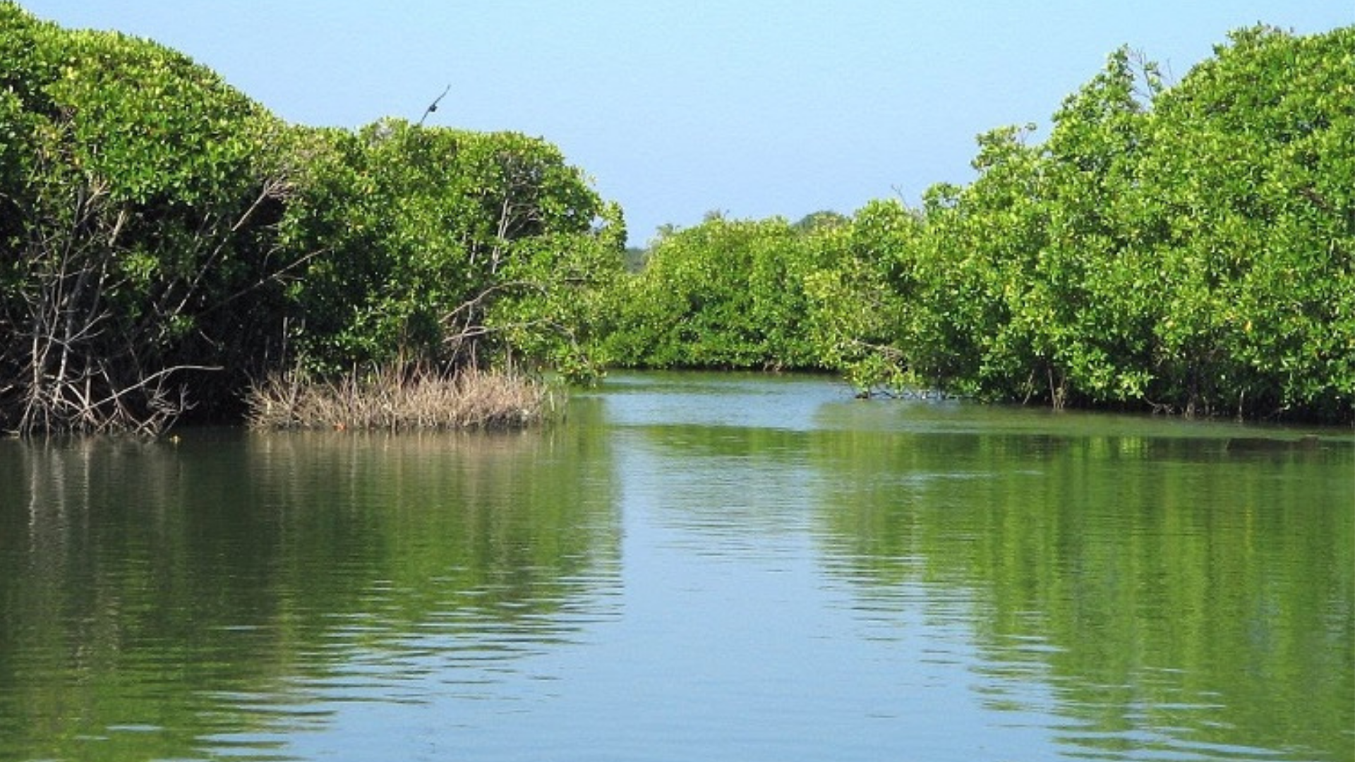 The Brackish Waters of Negombo